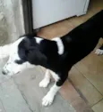 pintadinho