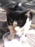 Mimi