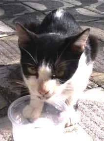 Gato ra a SRD idade 7 a 11 meses nome Mimi