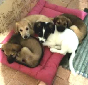 Cachorro raça vira-lata idade 2 a 6 meses nome nao possui