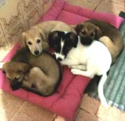 Cachorro ra a vira-lata idade 2 a 6 meses nome nao possui