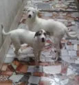 Cachorro raça vira latas idade 2 a 6 meses nome Billy e Ruby