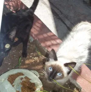 Gato raça SRD idade 2 a 6 meses nome Branco e Preto