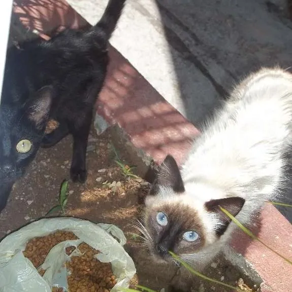 Gato ra a SRD idade 2 a 6 meses nome Branco e Preto