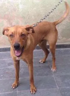 Cachorro raça Vira lata idade 7 a 11 meses nome Olivier