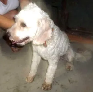 Cachorro raça mix de poodle idade 1 ano nome Bidu