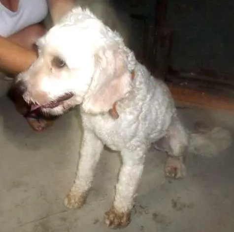 Cachorro ra a mix de poodle idade 1 ano nome Bidu