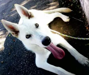 Cachorro raça Pastor Alemão Branco idade 1 ano nome Hórus