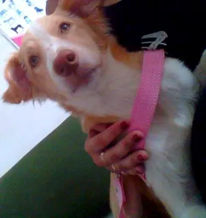 Cachorro raça SRD idade 1 ano nome Vida