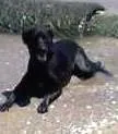 Cachorro raça RND idade 7 a 11 meses nome preta