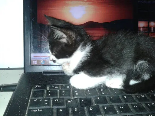 Gato ra a SRD idade 2 a 6 meses nome Benjamim