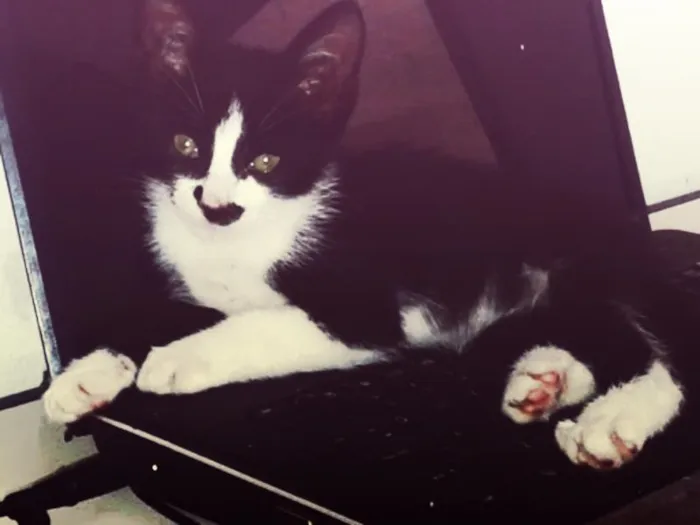 Gato ra a SRD idade 2 a 6 meses nome Benjamim