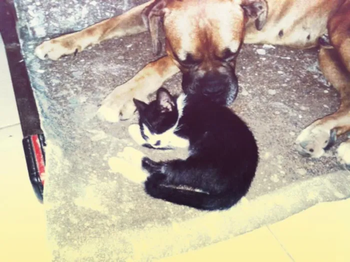 Gato ra a SRD idade 2 a 6 meses nome Benjamim