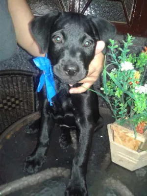 Cachorro raça labrador com viralata idade Abaixo de 2 meses nome Negao, pituquinha, 