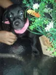 Negao, pituquinha, 