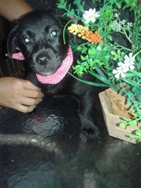 Cachorro raça labrador com viralata idade Abaixo de 2 meses nome Negao, pituquinha, 