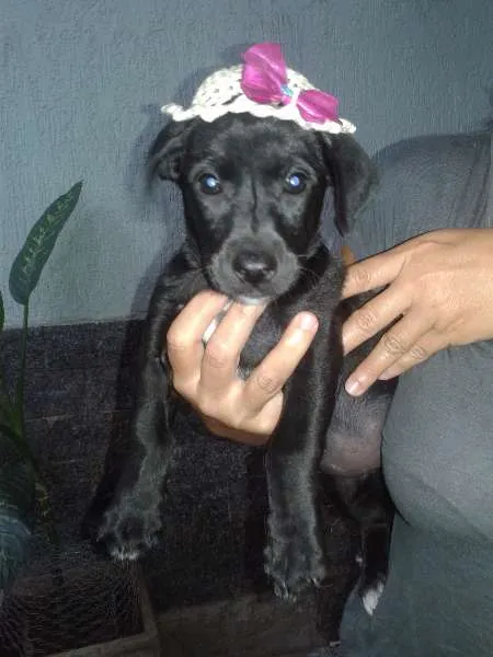 Cachorro raça labrador com viralata idade Abaixo de 2 meses nome Negao, pituquinha, 