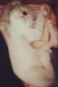 três gatinhas