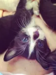 três gatinhas