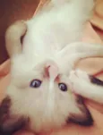 três gatinhas