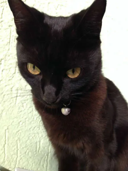 Gato ra a SRD idade 6 ou mais anos nome Susi
