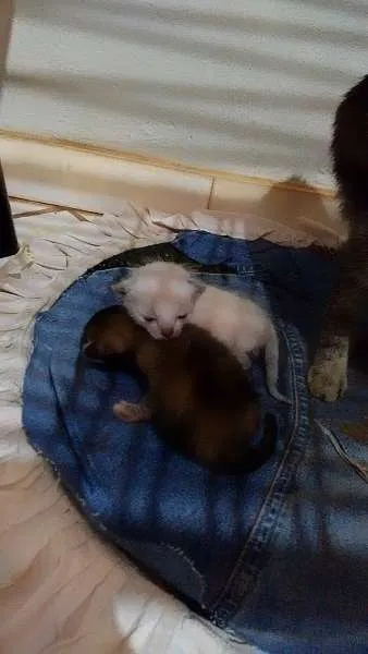 Gato ra a  idade  nome Cinzinha