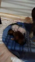 Cinzinha