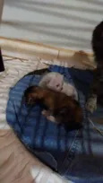 Cinzinha