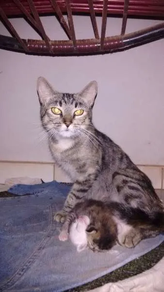 Gato ra a  idade  nome Cinzinha