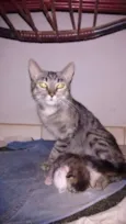 Cinzinha