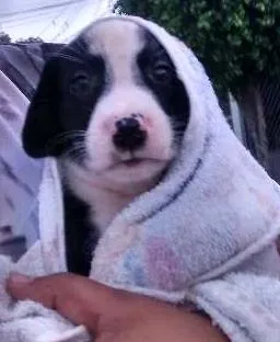 Cachorro raça rsd idade 2 a 6 meses nome Batatao