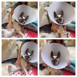 Cachorro raça Pastor Alemão idade 2 anos nome Thor