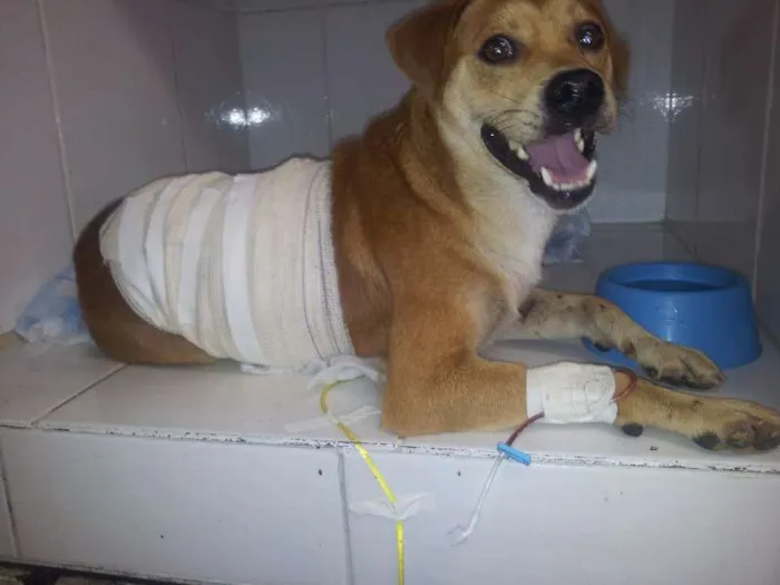 Cachorro raça SRD idade 2 anos nome Fulgencio