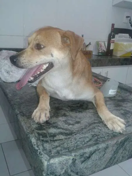 Cachorro raça SRD idade 2 anos nome Fulgencio