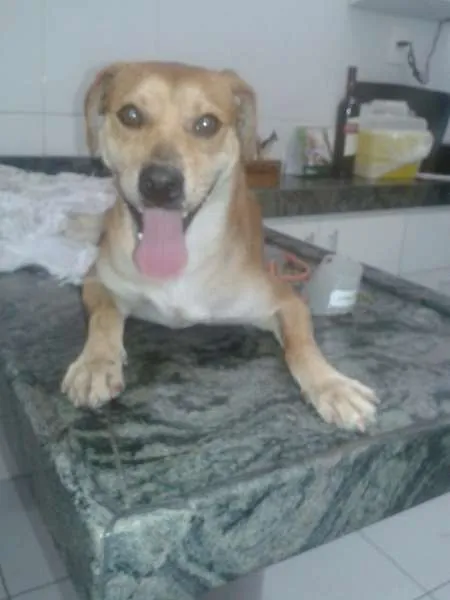 Cachorro raça SRD idade 2 anos nome Fulgencio