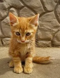 Gato ra a vira lata idade Abaixo de 2 meses nome nenhum