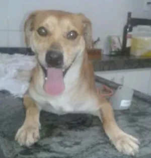 Cachorro raça SRD idade 2 anos nome Fulgencio