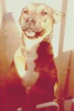 Cachorro raça Vira-lata idade 1 ano nome Otavio