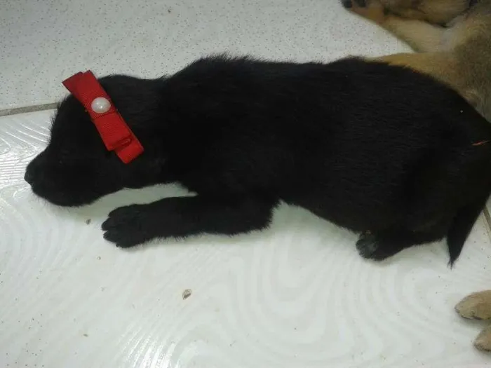 Cachorro raça nao sei idade Abaixo de 2 meses nome afl e preta