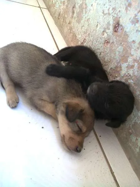 Cachorro raça nao sei idade Abaixo de 2 meses nome afl e preta