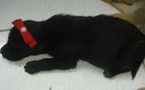 Cachorro raça nao sei idade Abaixo de 2 meses nome afl e preta
