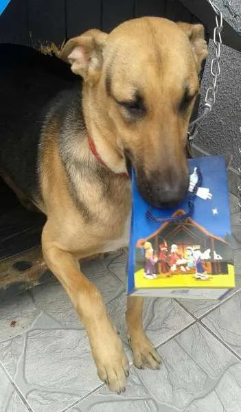 Cachorro ra a Indefinida idade 7 a 11 meses nome Chiquinha