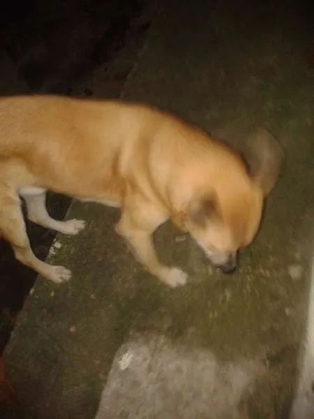 Cachorro ra a vira-latas idade 2 anos nome Rancho Cruit