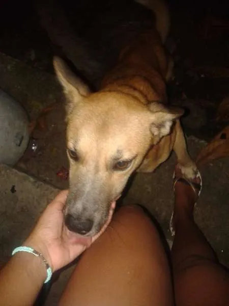 Cachorro ra a vira-latas idade 2 anos nome Rancho Cruit