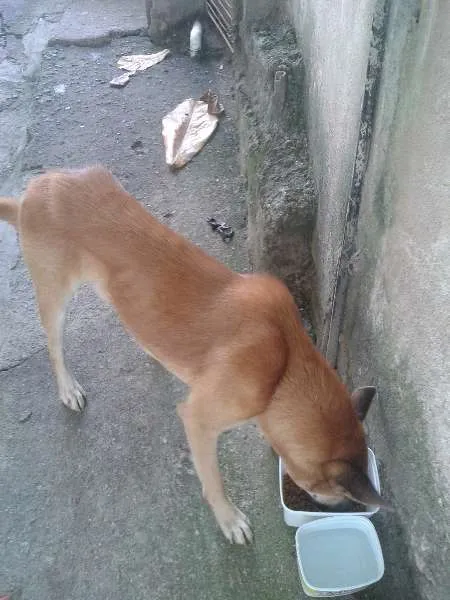 Cachorro ra a vira-latas idade 2 anos nome Rancho Cruit