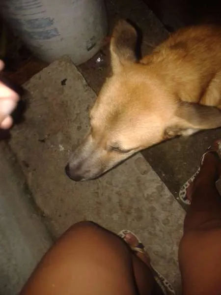 Cachorro ra a vira-latas idade 2 anos nome Rancho Cruit