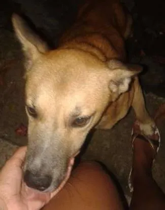 Cachorro ra a vira-latas idade 2 anos nome Rancho Cruit