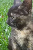 Nina