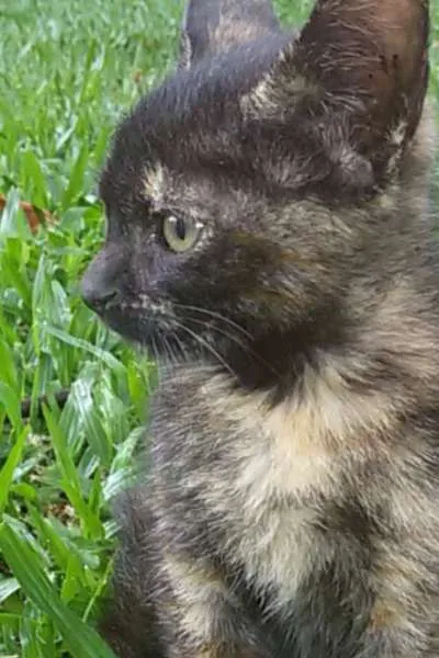Gato raça PCB idade 2 a 6 meses nome Nina