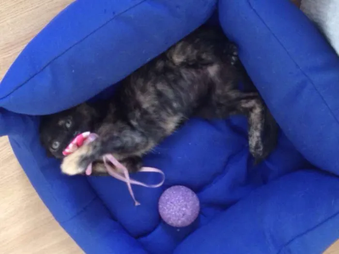 Gato raça PCB idade 2 a 6 meses nome Nina